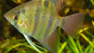 Aquarien mit Pterophyllum leopoldi