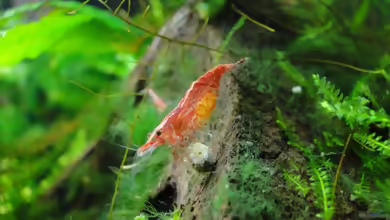 Aquarien mit Red Fire Garnelen