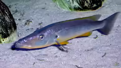 Aquarien mit Rhamphochromis ferox