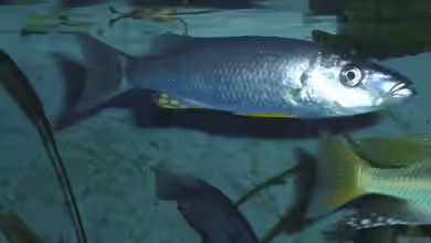 Aquarien mit Rhamphochromis macrophthalmus