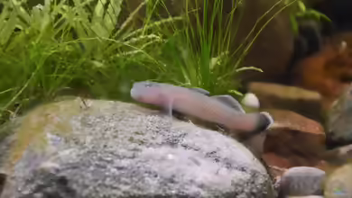 Aquarien mit Rhinogobius rubromaculatus