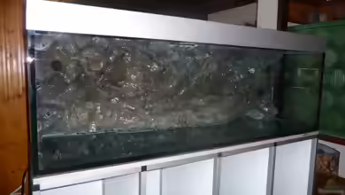 Aquarien mit Rückwandfilter