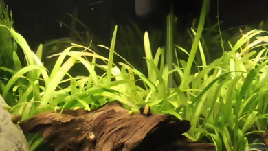 Aquarien mit Sagittaria subulata