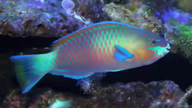 Aquarien mit Scarus quoyi