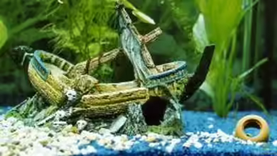 Aquarien mit Schiffen als Deko