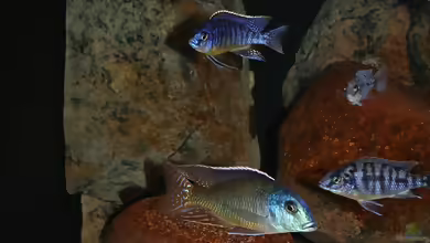 Aquarien mit Schnellfilter