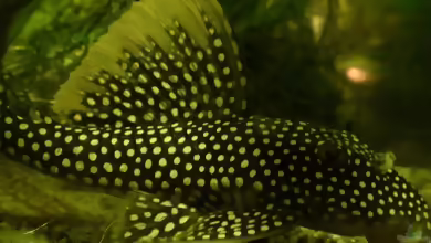 Aquarien mit Scobinancistrus aureatus