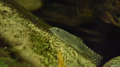 Aquarien mit Sewellia lineolata