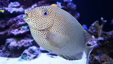 Aquarien mit Siganus stellatus