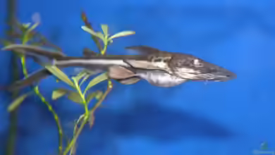 Aquarien mit Sorubimichthys planiceps