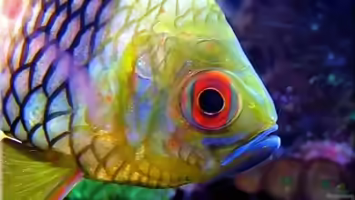 Aquarien mit Sphaeramia nematoptera