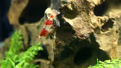 Aquarien mit Steinen als Dekoration