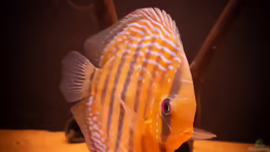 Aquarien mit Symphysodon aequifasciatus