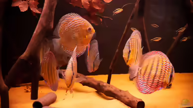 Aquarien mit Symphysodon aequifasciatus