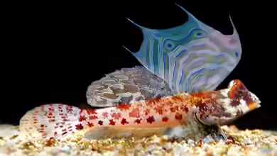 Aquarien mit Synchiropus stellatus