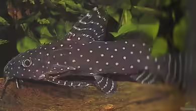 Aquarien mit Synodontis angelicus