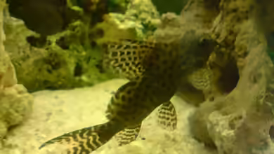 Aquarien mit Synodontis eupterus