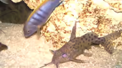 Aquarien mit Synodontis eupterus