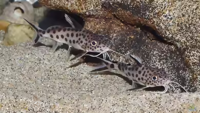 Aquarien mit Synodontis grandiops