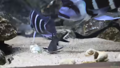 Aquarien mit Synodontis granulosus