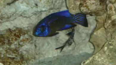 Aquarien mit Synodontis lucipinnis