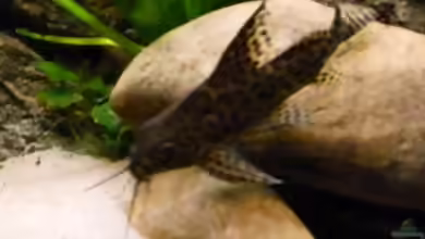 Aquarien mit Synodontis nigrita