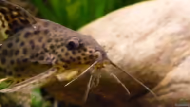 Aquarien mit Synodontis nigrita