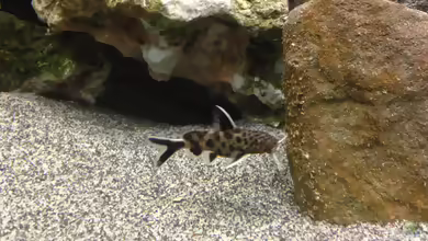 Aquarien mit Synodontis petricola