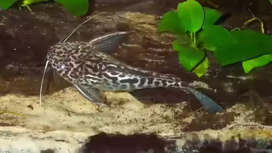 Aquarien mit Synodontis schoutedeni