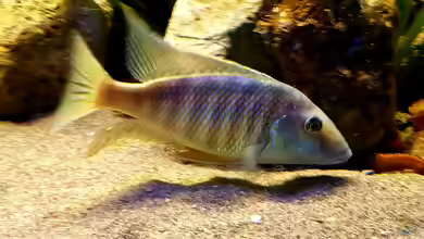 Aquarien mit Taeniolethrinops furcicauda