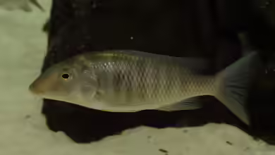 Aquarien mit Taeniolethrinops praeorbitalis
