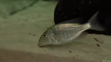 Aquarien mit Taeniolethrinops praeorbitalis
