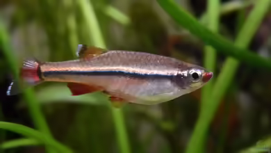 Aquarien mit Tanichthys micagemmae