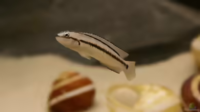 Aquarien mit Telmatochromis vittatus
