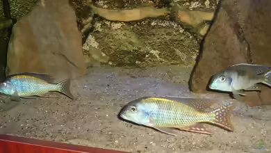 Aquarien mit Tramitichromis lituris