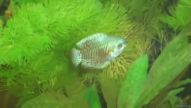 Aquarien mit Trichogaster labiosa
