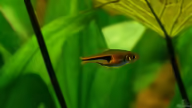Aquarien mit Trigonostigma espei