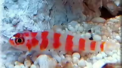 Aquarien mit Trimma cana