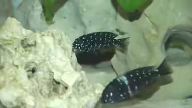 Aquarien mit Tropheus duboisi