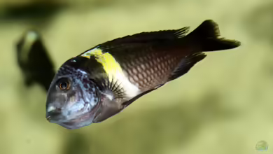Aquarien mit Tropheus duboisi