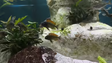 Aquarien mit Tropheus moorii ´Ilangi´