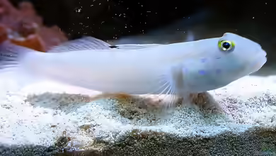 Aquarien mit Valenciennea sexguttata