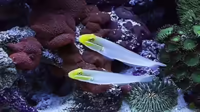 Aquarien mit Valenciennea strigata