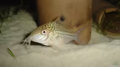 Aquarien mit Welshöhlen
