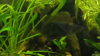 Aquarien mit Xenomystus nigri