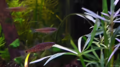 Aquarien mit Yunnanilus cruciatus