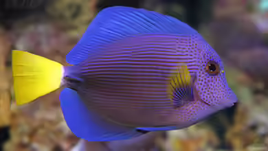Aquarien mit Zebrasoma xanthurus