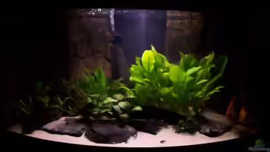 Aquarien mit Zeitschaltuhr