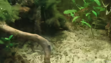 Aquarien mit Zwergkugelfischen