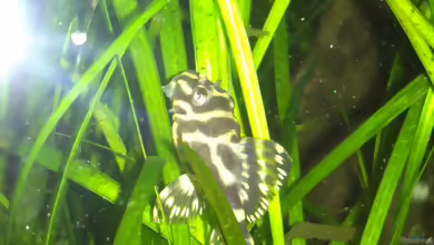 Aquarien nach Vorbild des Rio Tapajos